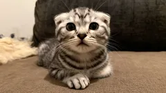 Diese Katzen lieben ihre Besitzer sehr – Top 3 der verschmustesten Katzenrassen für Familien mit Kindern