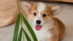 Woran Sie erkennen, dass Ihr Hund glücklich ist: Laut Experten deuten sechs Hauptzeichen darauf hin