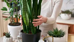 Wie man Schimmel im Haus loswird: 5 Zimmerpflanzen, die bei hoher Luftfeuchtigkeit helfen