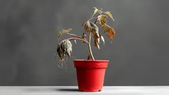 Einfacher Hausmittel-Trick, um welkende Pflanzen wiederzubeleben – 3 Zutaten, die Sie bereits in der Küche haben