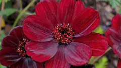 Eine Pflanze mit Schokoladenduft, die kaum jemand kennt