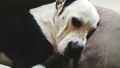 Stimmt es, dass ein Hund seinem Halter gegenüber nachtragend sein kann?