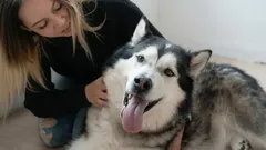 Wo streichelt man einen Hund am besten, damit er es am meisten geniesst?